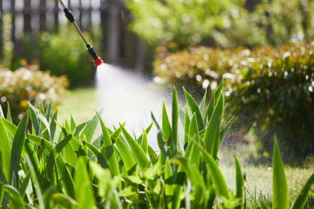24/7 Emergency Termite Control experts in Corinth, TX