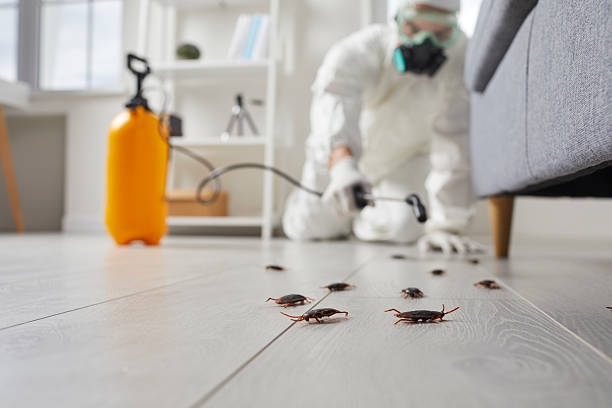 Affordable Termite Control solutions in Corinth, TX